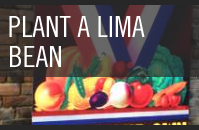 Lima Bean