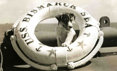Loyal Forces: The American Animals of World War II