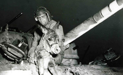 Loyal Forces: The American Animals of World War II