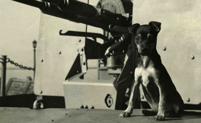 Loyal Forces: The American Animals of World War II